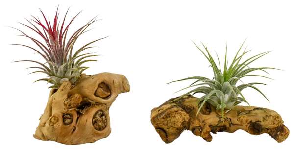 Picture of Tillandsia wood klein