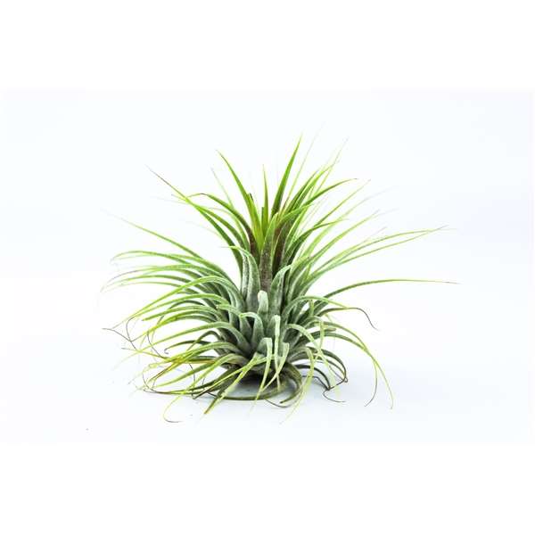 Picture of TILLANDSIA IONANTHA GREEN