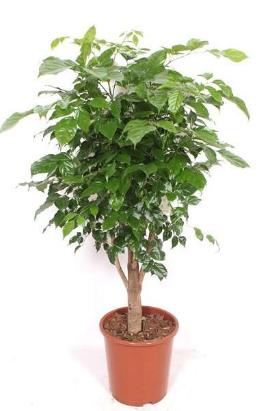 Picture of Radermachera