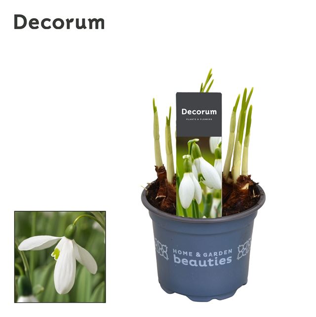 Picture of Galanthus mount everest