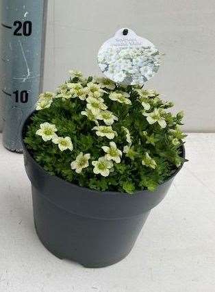 Picture of Saxifraga arendsii white