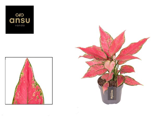 Picture of Aglaonema cherry baby