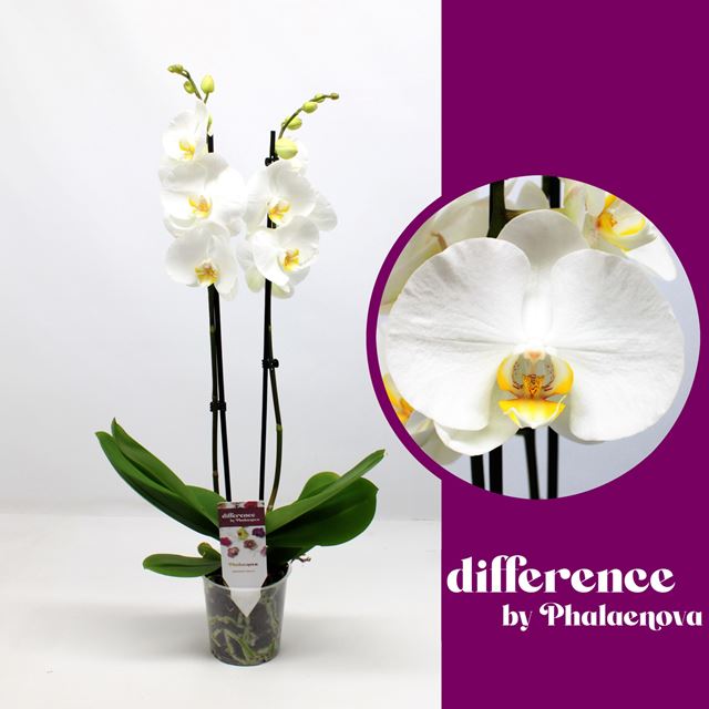 Picture of PHALAENOPSIS 02-STEM KRYSTINA