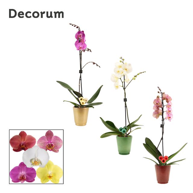 Picture of PHALAENOPSIS 02-STEM MIX IN CERAMIC