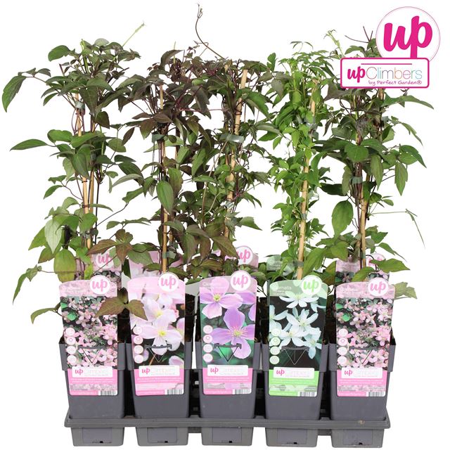 Picture of Clematis montana mix
