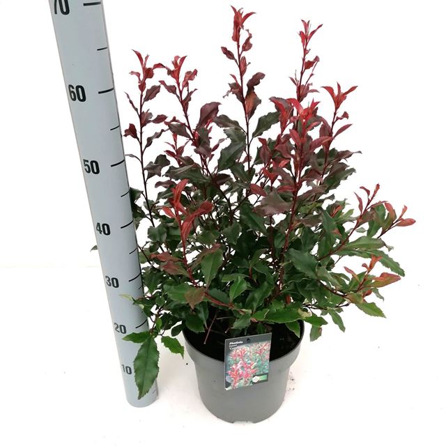 Picture of Photinia fraseri coralina