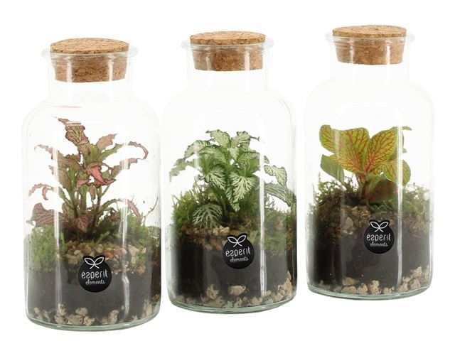 Picture of Terrarium