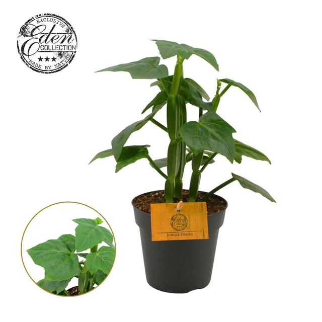 Picture of Cissus quadrangularis