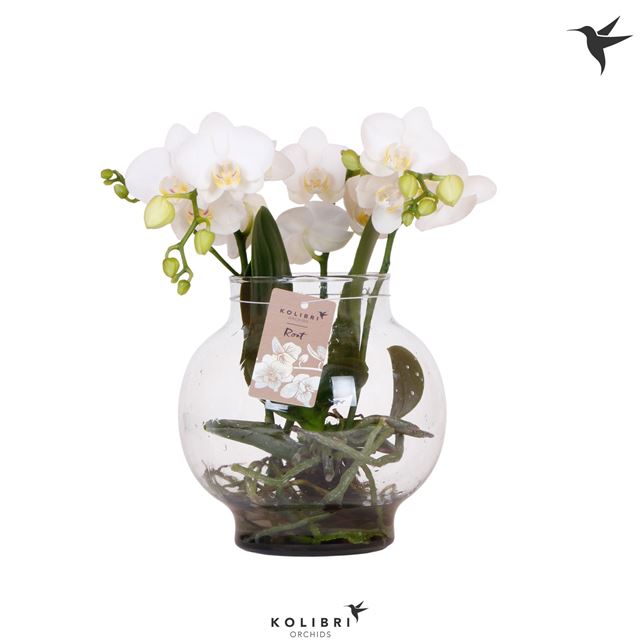 Picture of Phalaenopsis roots white in glass