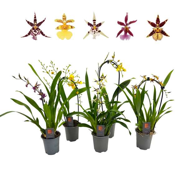Picture of Oncidium 01-stem mix