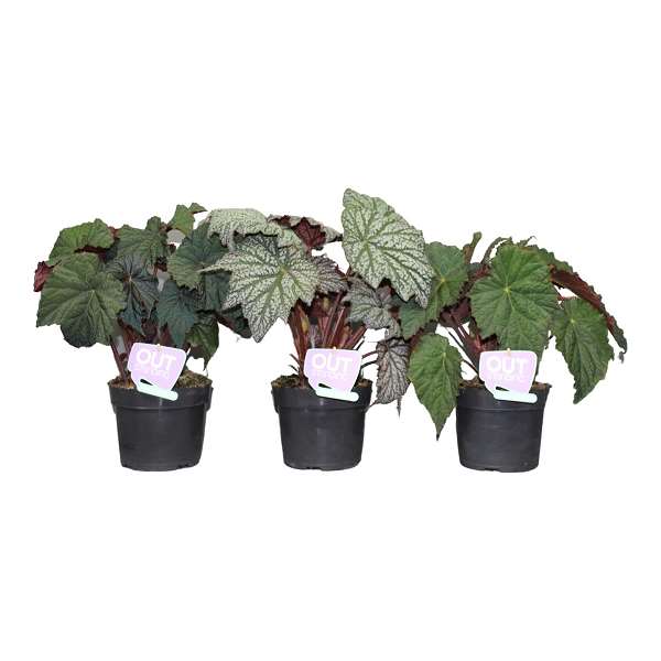 Picture of BEGONIA (OUTDOOR) MIX