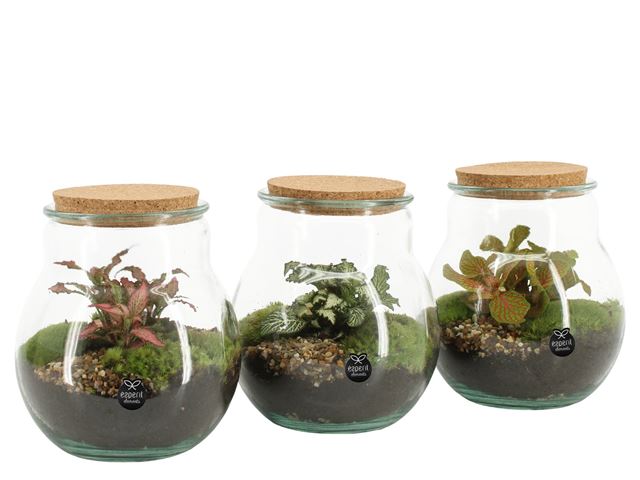 Picture of TERRARIUM