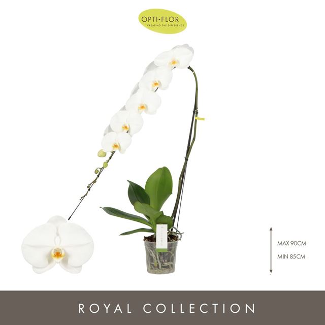 Picture of PHALAENOPSIS 01-STEM YOSEMITE FALLS FORMIDABLO