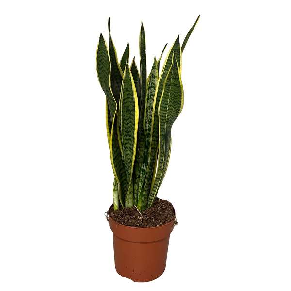 Picture of SANSEVIERIA TRIFASCIATA LAURENTII