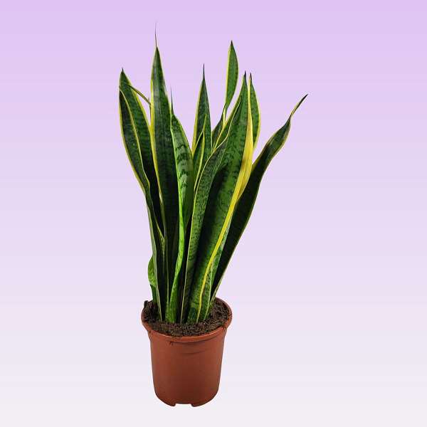 Picture of SANSEVIERIA TRIFASCIATA LAURENTII