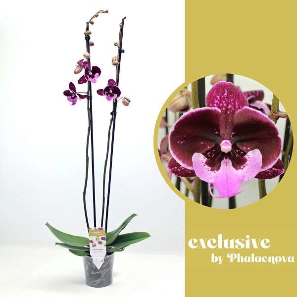 Picture of PHALAENOPSIS 02-STEM HOT KISS