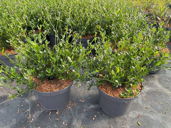 Picture of Ceanothus impressus victoria