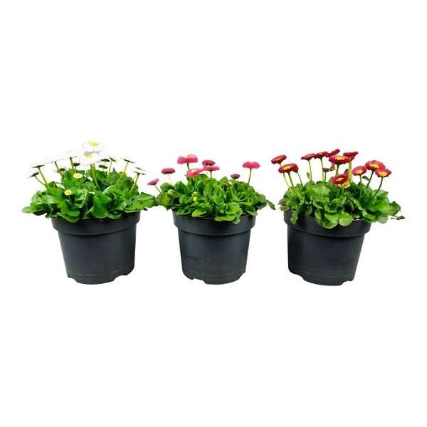 Picture of Bellis perennis mix