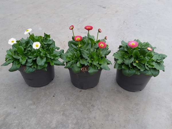 Picture of BELLIS PERENNIS MIX