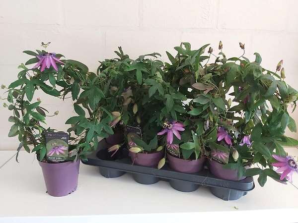 Picture of Passiflora incarnata amethyst beauty hoop