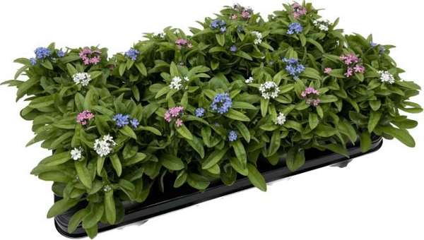 Picture of MYOSOTIS TRIO