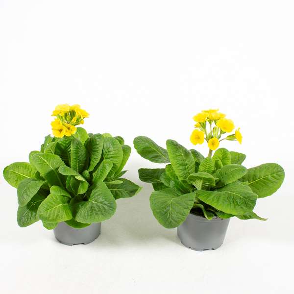 Picture of PRIMULA VERIS LEMON