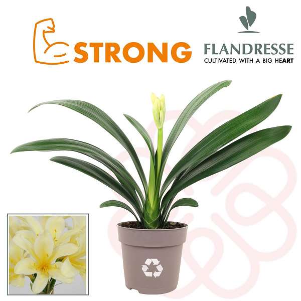 Picture of CLIVIA STRONG YELLOW STAR