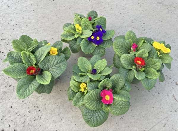 Picture of PRIMULA ACAULIS TRIO