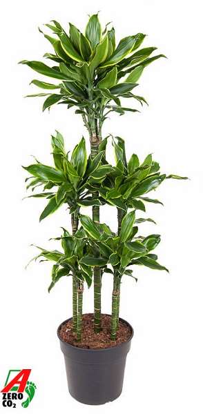 Picture of Dracaena fragrans yellow coast carrousel 090