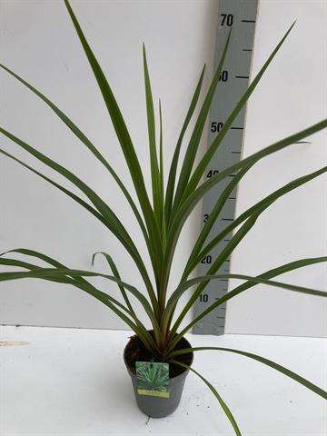 Picture of Cordyline australis peko