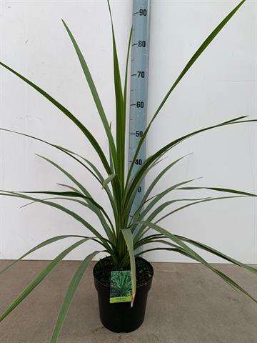 Picture of Cordyline australis peko