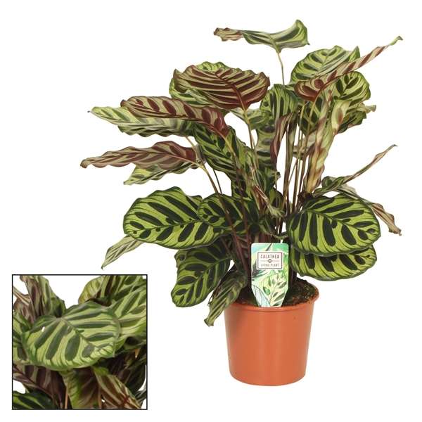 Picture of CALATHEA MAKOYANA