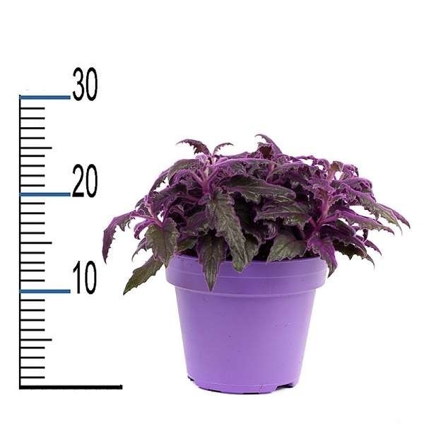 Picture of GYNURA IN PURPLE POT