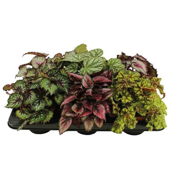 Picture of BEGONIA REX MIX