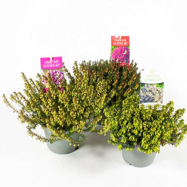 Picture of ERICA CARNEA WINTER LADIES MIX