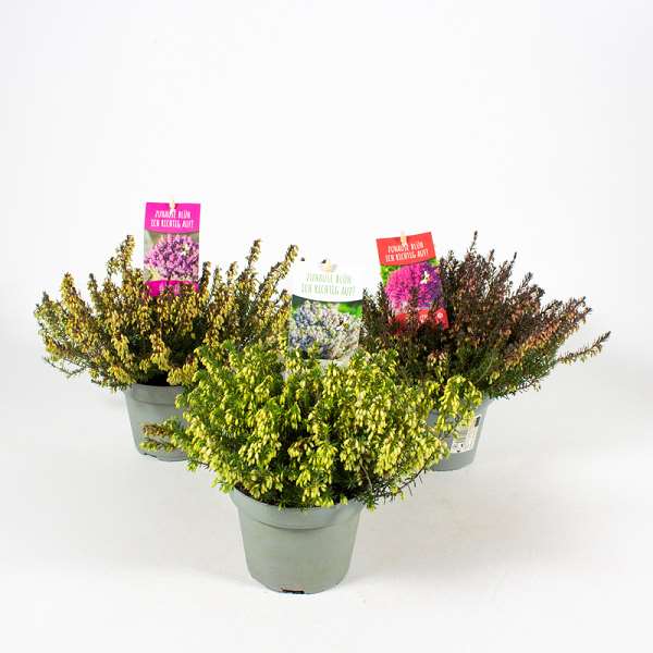 Picture of ERICA CARNEA WINTER LADIES MIX