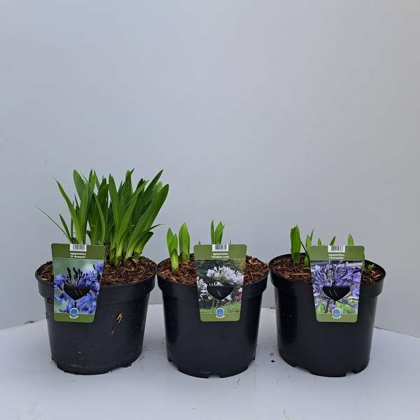 Picture of AGAPANTHUS MIX