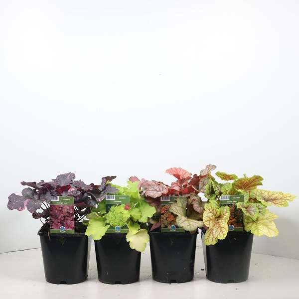 Picture of Heuchera mix