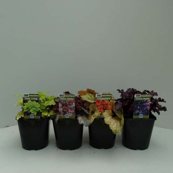 Picture of HEUCHERA MIX