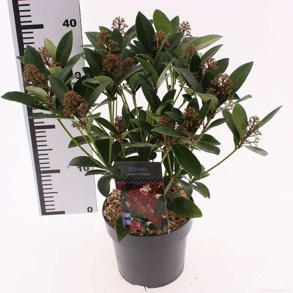 Picture of Skimmia japonica rubella 20+