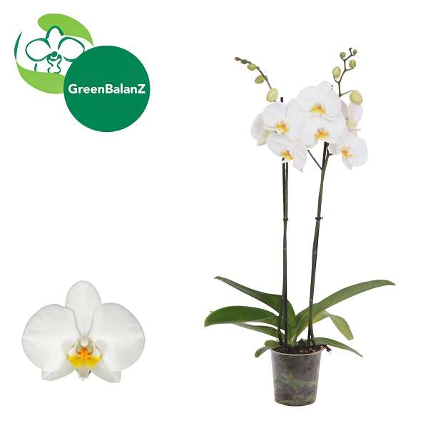 Picture of Phalaenopsis 02-stem london