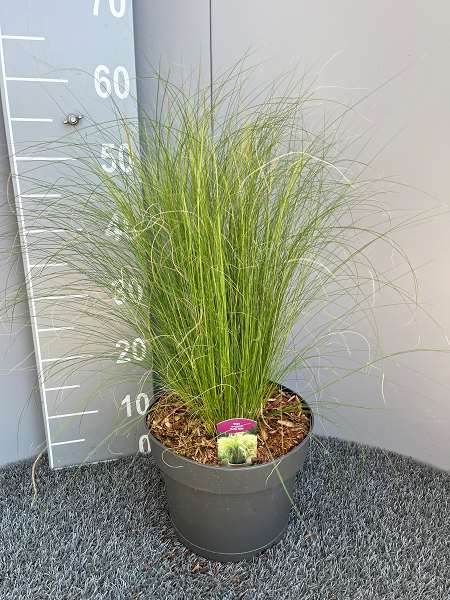 Picture of STIPA TENUISSIMA PONY TAILS
