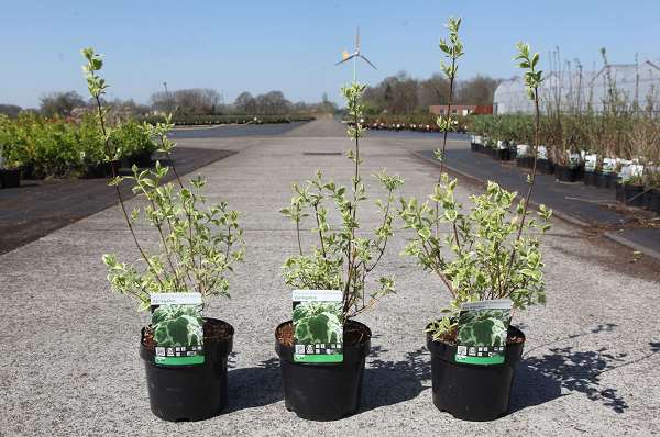 Picture of Philadelphus coronarius variegatus