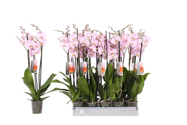 Picture of PHALAENOPSIS 03-STEM ROSION