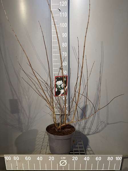 Picture of Philadelphus bouquet blanc