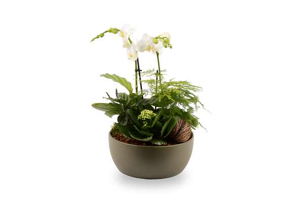 Picture of KOLIBRI ARRANGEMENT 04PP