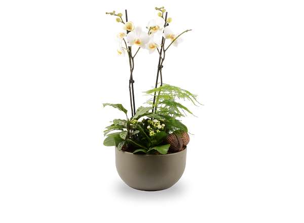 Picture of PHALAENOPSIS ARRANGEMENT 04PP