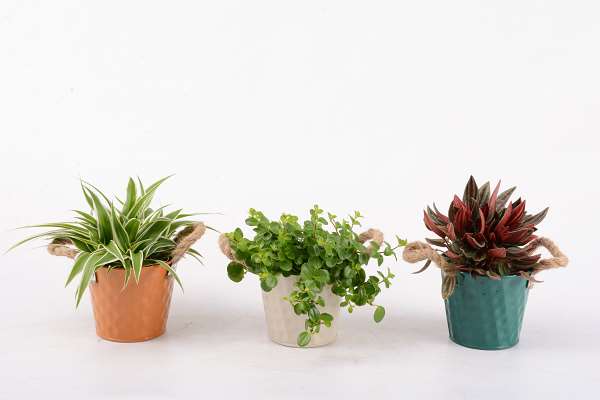 Picture of HOUSEPLANT MIX IN ZINC