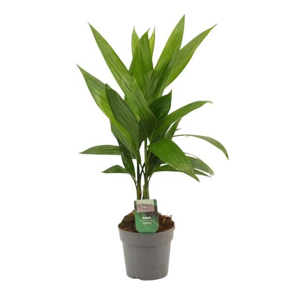 Picture of ARECA CATECHU