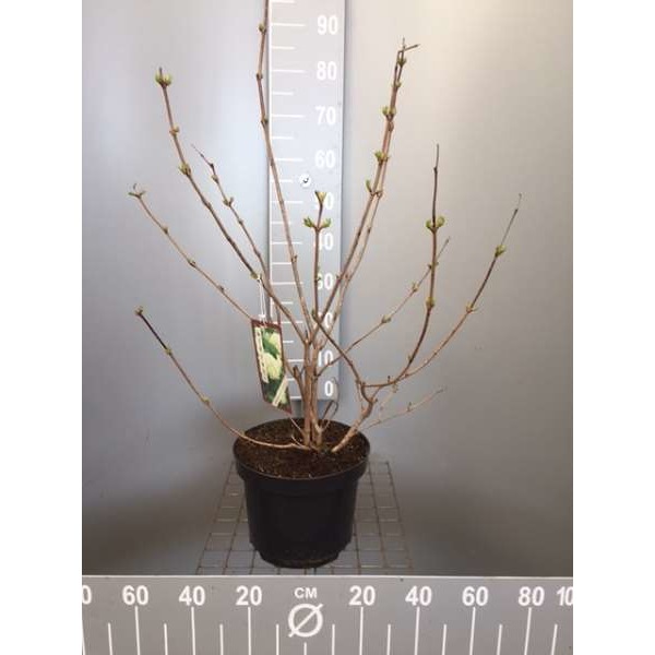 Picture of Viburnum opulus roseum